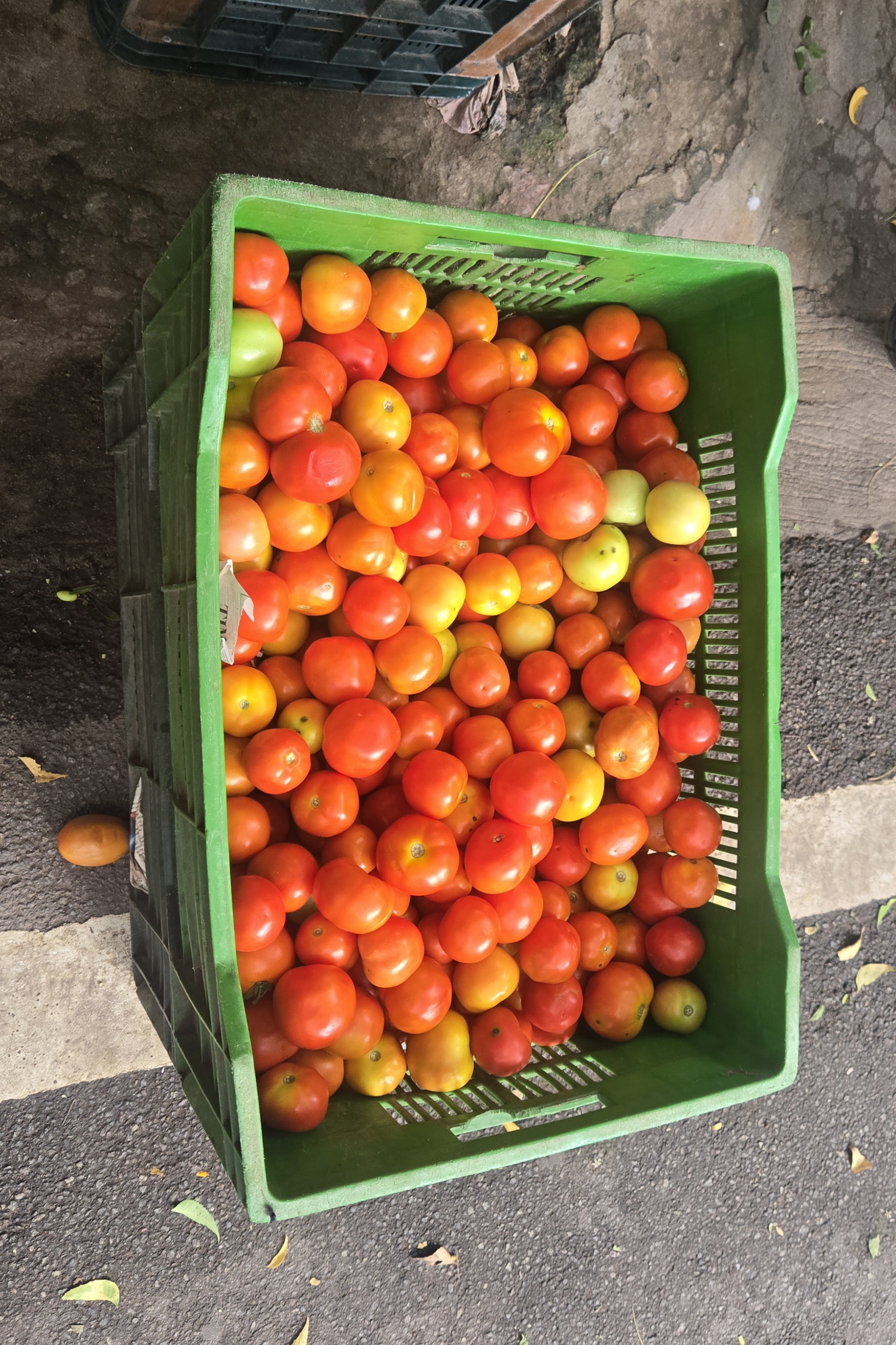 Farm Fresh Tomatoes
